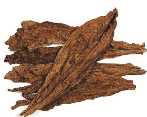 tobacco house plant Anybody else growing tobacco!!? tobacco house plant Anybody else growing tobacco!!?